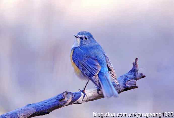 北京天坛公园的鸟类——雄性红胁蓝尾鸲（11）