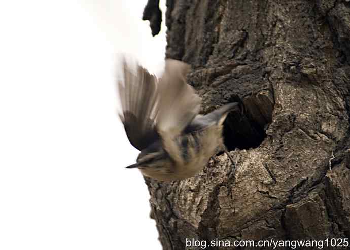 黑头鳾（shi）的小家