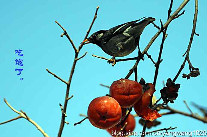 图片故事（抓拍）