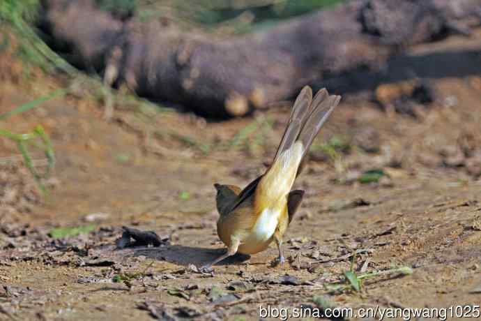 厚嘴苇莺(3) 厚嘴苇莺(3)