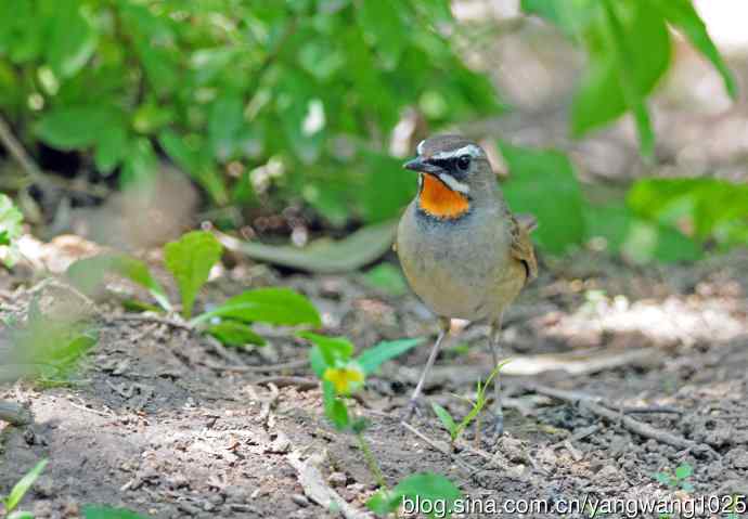 红喉歌鸲(10) 红喉歌鸲(10)