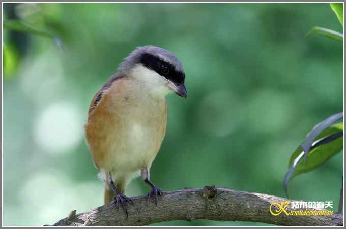 伯劳与白鹭【照片}