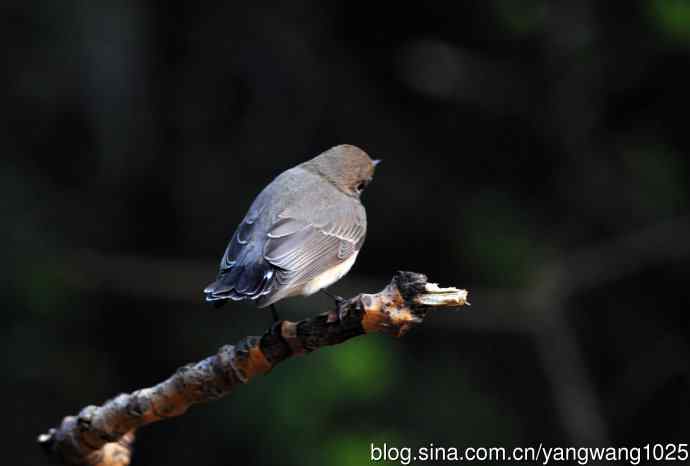 红喉姬鹟（13）