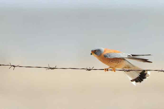 鹗——闹春野鸭湖（五）