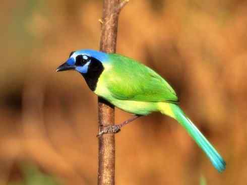 家禽驯化之源之二十九