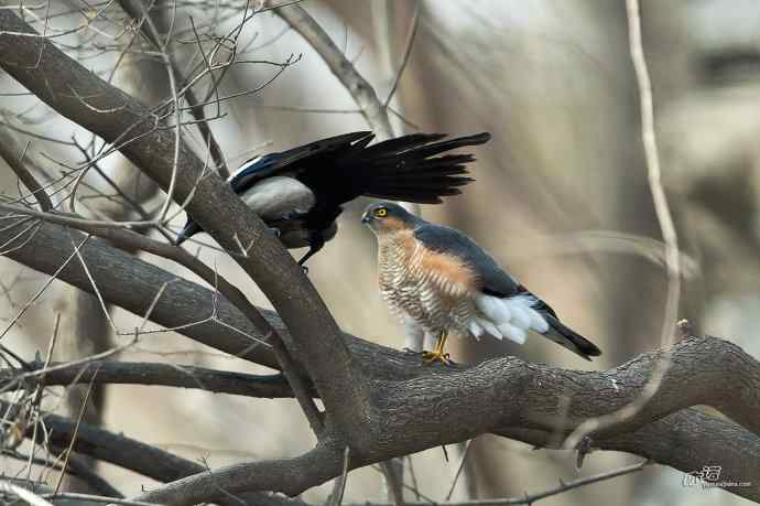 喜鹊鲜为人知的一面——顽强的领地捍卫者