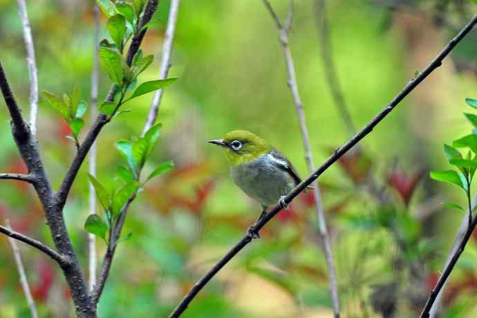 红胁绣眼鸟（8）