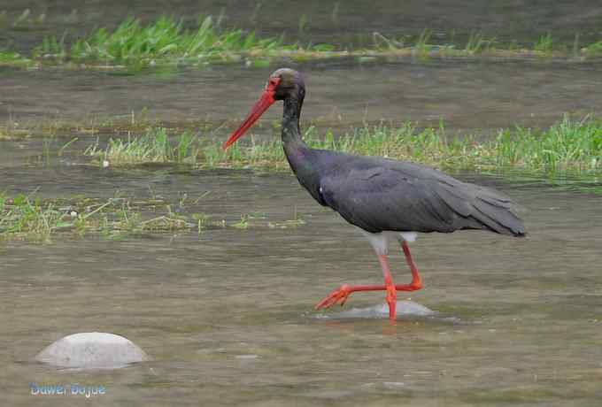 十渡的黑鹳和苍鹭