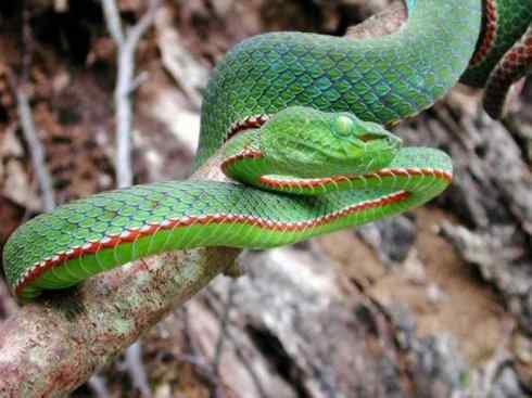 龙：传说的兽原型探秘（蝮蛇类）