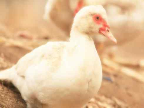 雁鸭之最之二 雁鸭之最之二