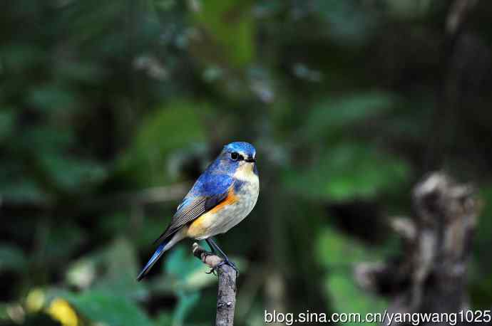 雄性红胁蓝尾鸲（18）