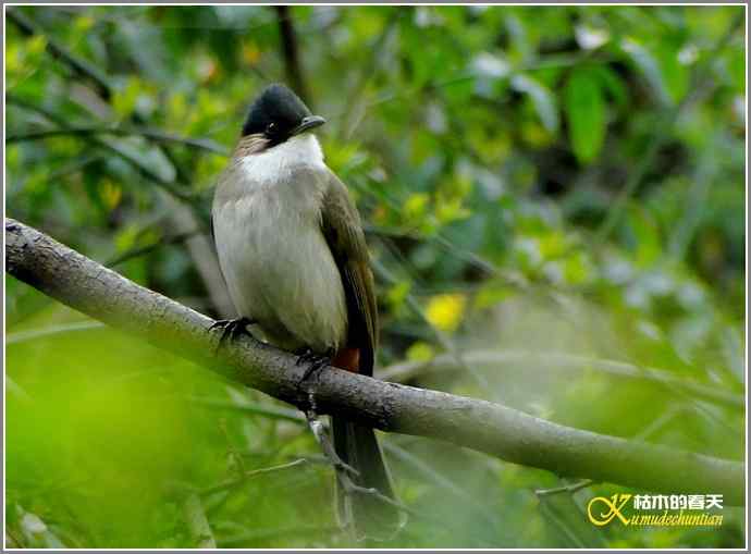 巧遇鈥溁仆勿氢潯菊掌
