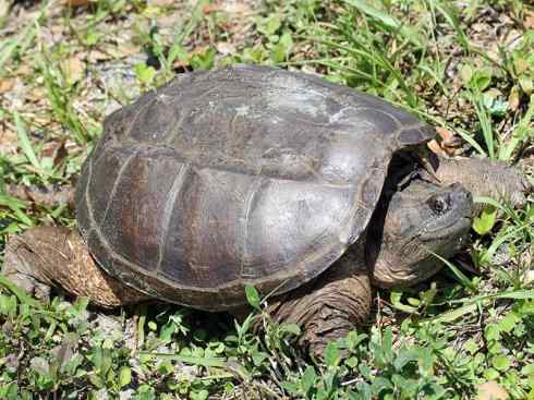 玄武：传说的兽原型探秘（鳄龟）