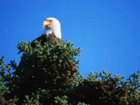白头鸟系列:另类的美丽(白头海雕) 白头鸟系列:另类的美丽(白头海雕)