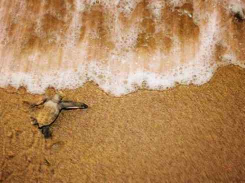 自然奇观：动物大迁徙(棱皮龟类)