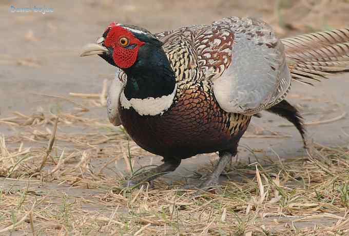 雄风大雉争欢斗勇