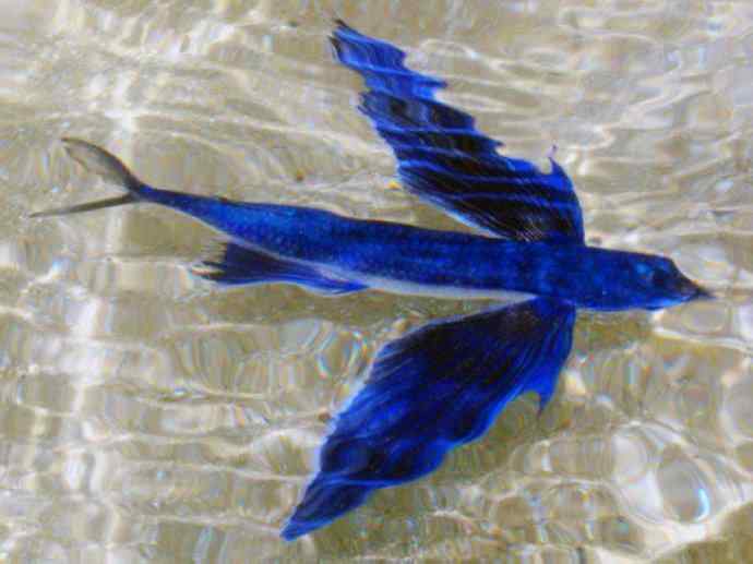 鱼类活化石：齿蝶鱼