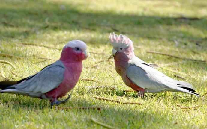 澳洲拍鸟鈥斺敺酆旆锿佛叙 澳洲拍鸟鈥斺敺酆旆锿佛叙