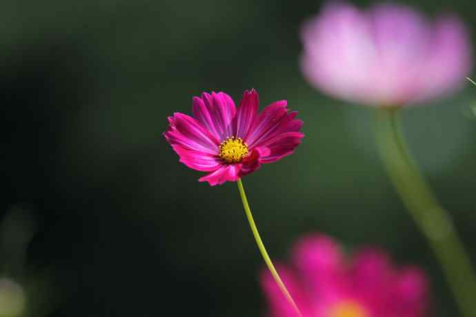 228.幸福像花儿一样美