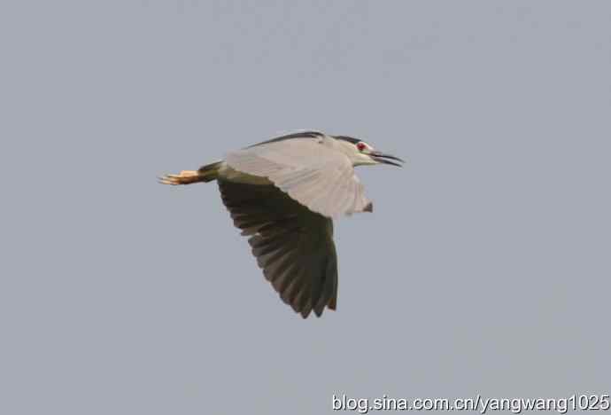 飞（海鸥与夜鹭） wbr2