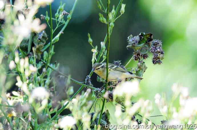 黄眉柳莺（23）