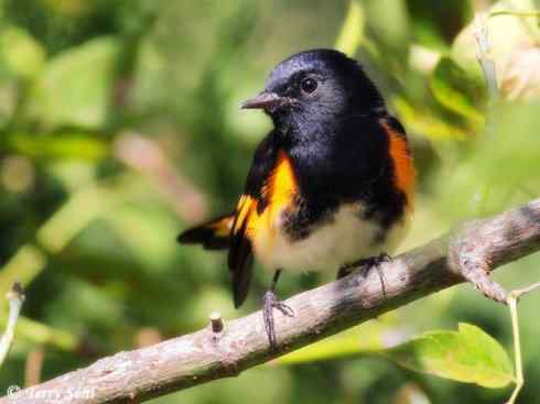 美丽无罪:雀鸟之红尾鸲 美丽无罪:雀鸟之红尾鸲