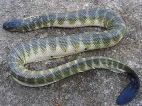 龙：传说的兽原型探秘（海蛇类）