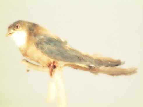 猎奇：长尾鸟雀（咬鹃和寿带鸟）