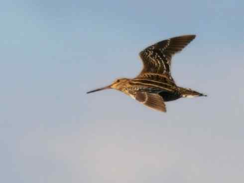 鸟类之最：斑腹沙锥