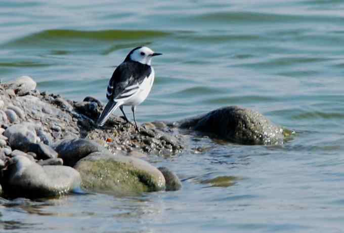 小白鹭现身京西永定河湿地