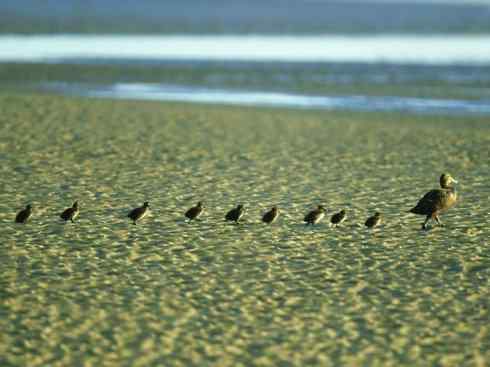 鸟类之最:欧绒鸭 鸟类之最:欧绒鸭