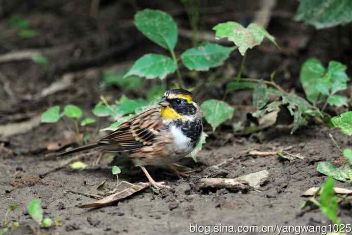 雄性黄喉鹀（1）