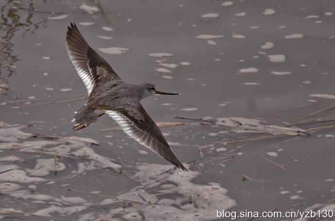 翘嘴鹬飞经小洋口（组图，10张图片）