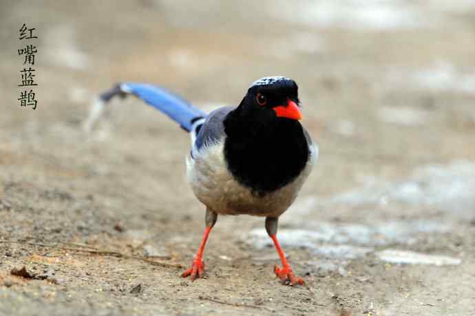 红嘴蓝鹊（10）