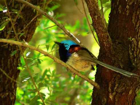 美丽无罪：雀鸟之鹩莺