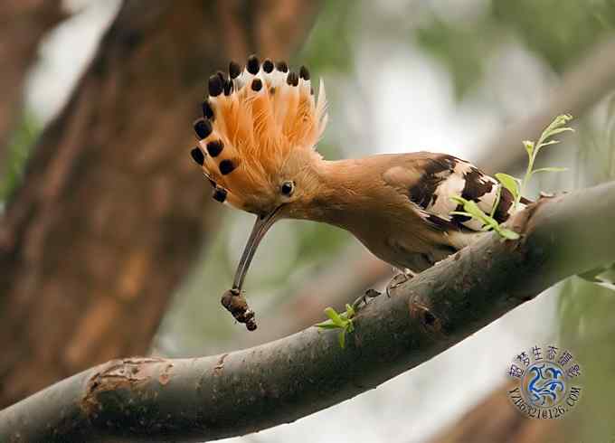 首次拍到戴胜奇观（组图，20张图片）