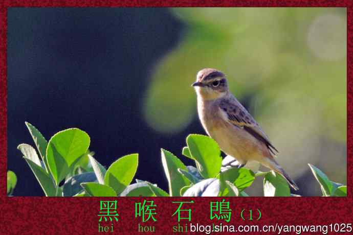 黑喉石鵖鸟（1）