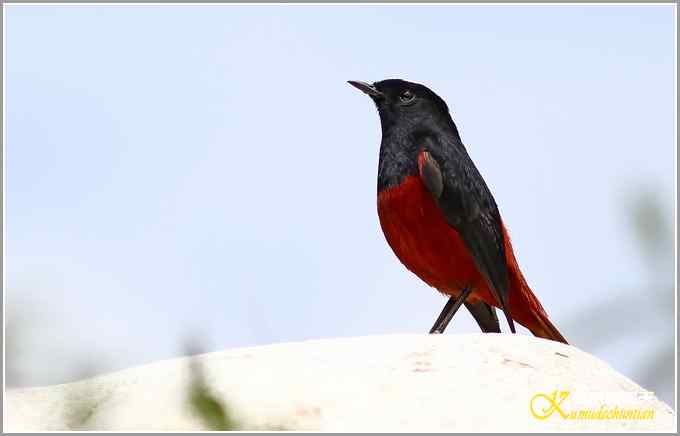 白顶溪鸲【照片】