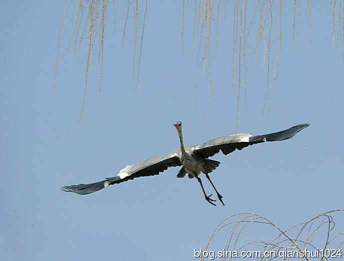 蓝天下勤劳的苍鹭