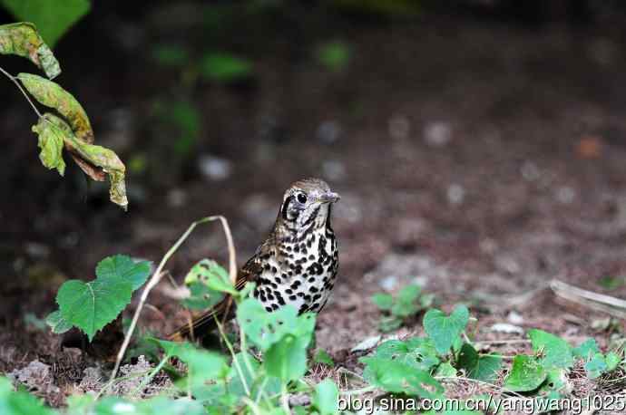 宝兴歌鸫(1) 宝兴歌鸫(1)