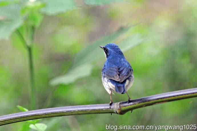 北京天坛公园的鸟类——雄性蓝歌鸲（17）