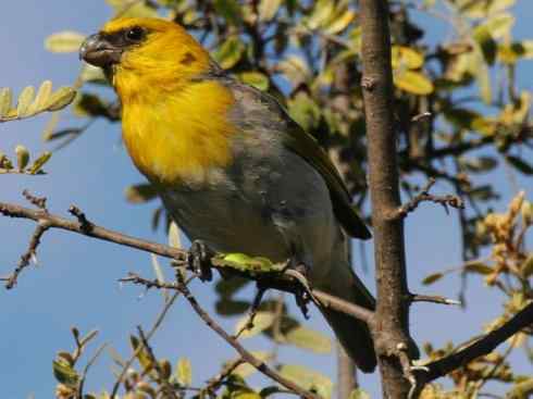 极品红色鸟类：镰嘴管舌鸟