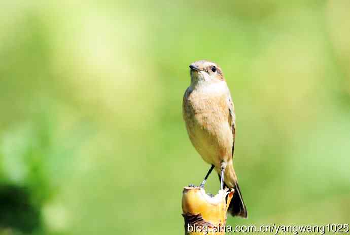 雌性黑喉石鵖（5）