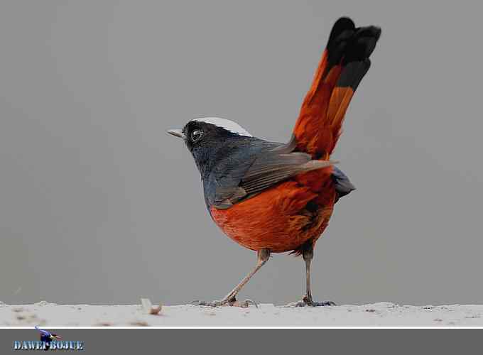 戴贝雷帽の白顶溪鸲