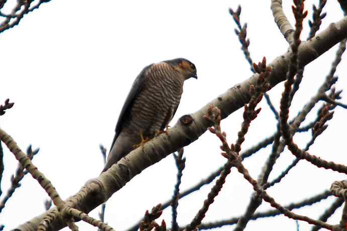 北京植物园赏鸟（九），雀鹰（组图）