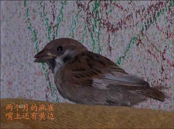 麻雀雏鸟的人工喂养