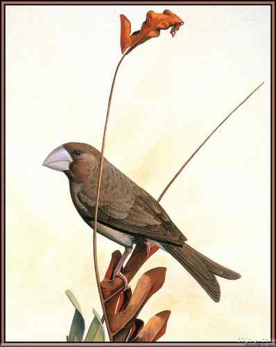 世界灭绝动物画像大全