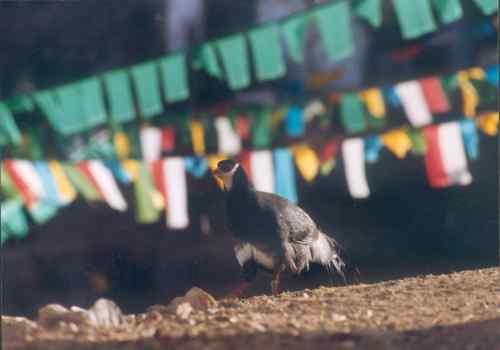 中国的马鸡：藏马鸡
