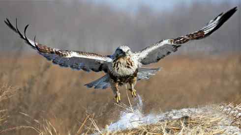 [组图]毛脚鵟飞翔的英姿