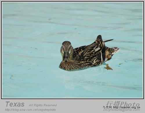 德克萨斯州的笨鸭子